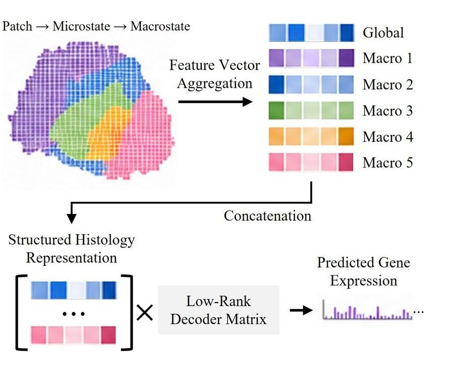 MoSPR: patches to morpho-spatial macrostates, then low-rank regression to gene expression